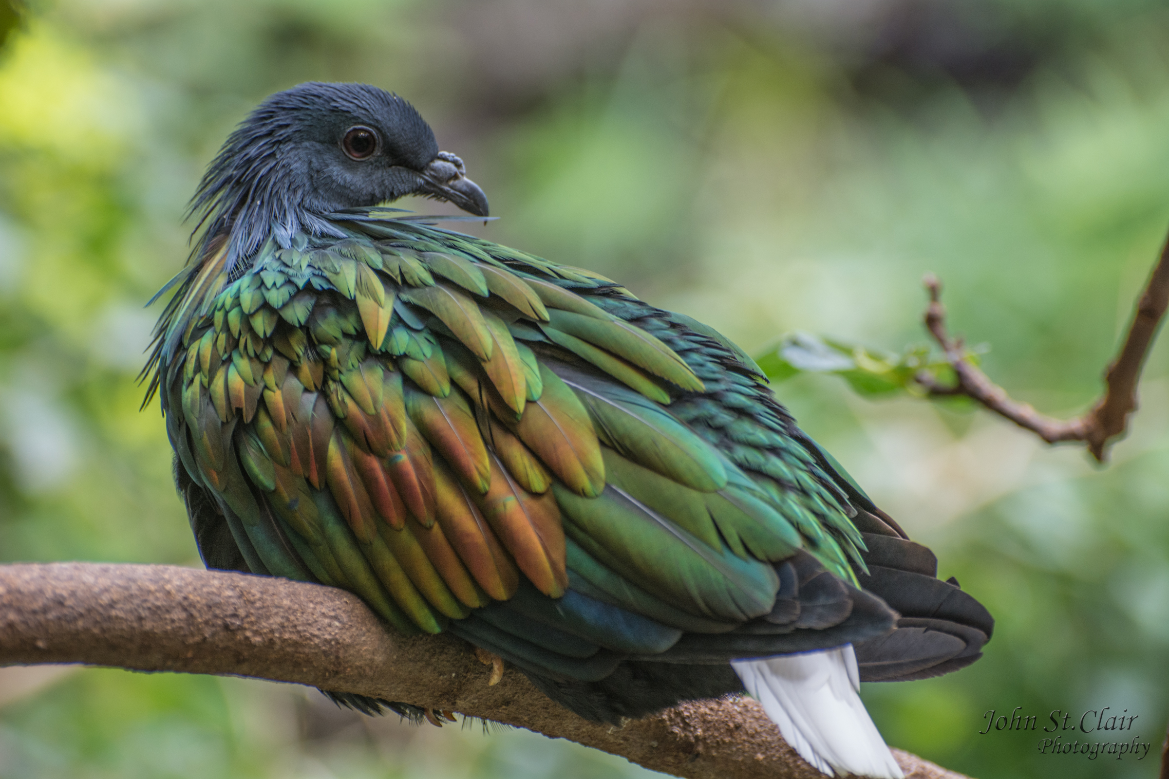 Amazing Nicobar Pigeon Pictures & Backgrounds