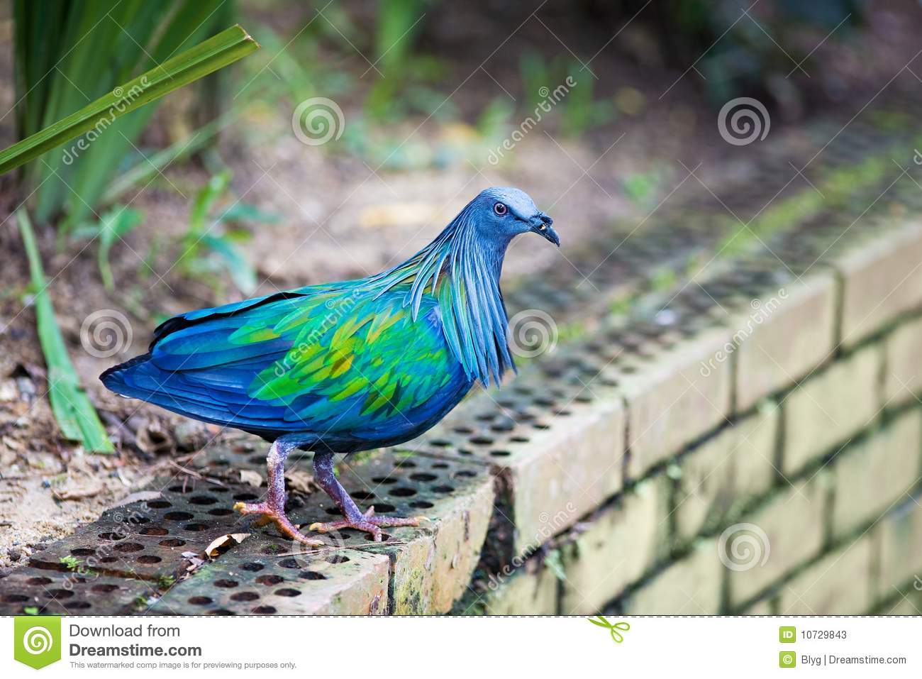 Nicobar Pigeon High Quality Background on Wallpapers Vista