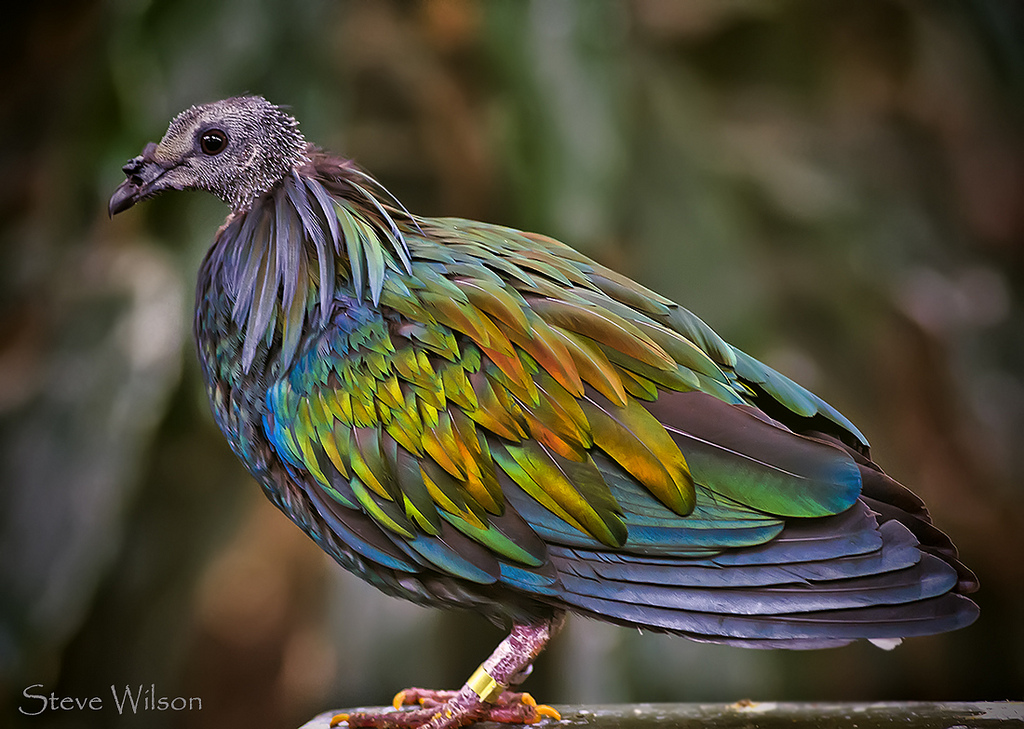 Nicobar Pigeon Backgrounds, Compatible - PC, Mobile, Gadgets| 1024x729 px