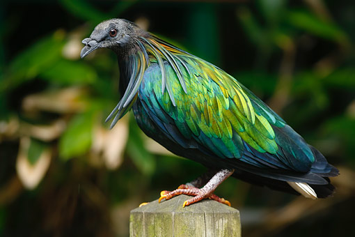 Nicobar Pigeon High Quality Background on Wallpapers Vista