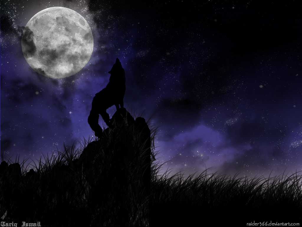 1024x768 > Night Wolf Wallpapers