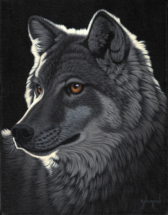 Night Wolf HD wallpapers, Desktop wallpaper - most viewed