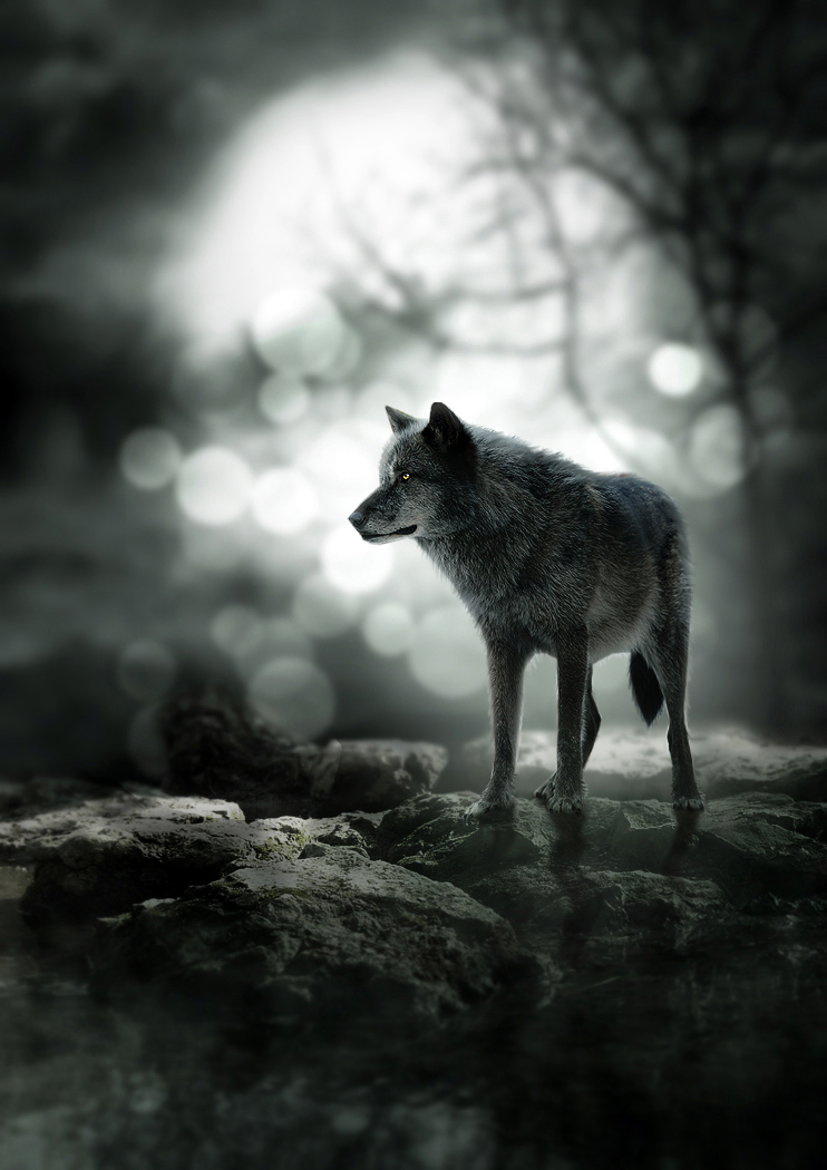 Images of Night Wolf | 742x1050
