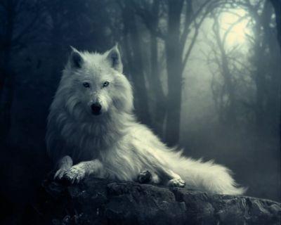 Night Wolf #15