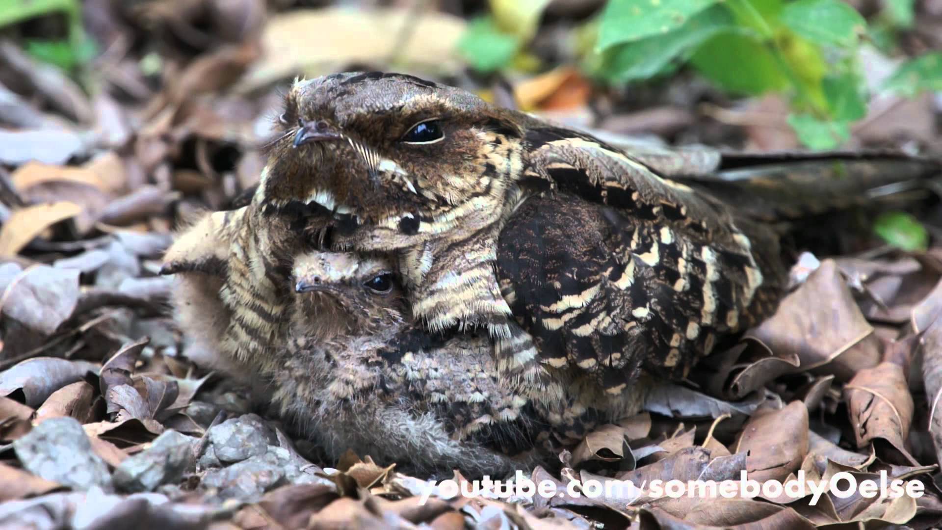 Amazing Nightjar Pictures & Backgrounds