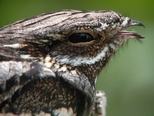 Amazing Nightjar Pictures & Backgrounds