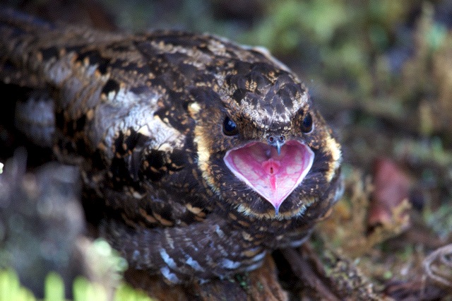 Nightjar Backgrounds, Compatible - PC, Mobile, Gadgets| 640x426 px