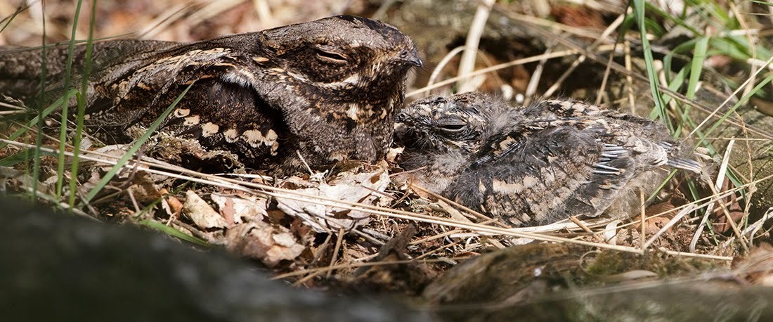 Nightjar Backgrounds, Compatible - PC, Mobile, Gadgets| 1100x458 px