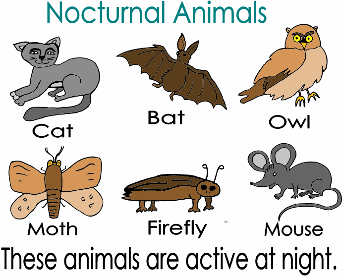 Nice Images Collection: Nocturnal Animals Desktop Wallpapers