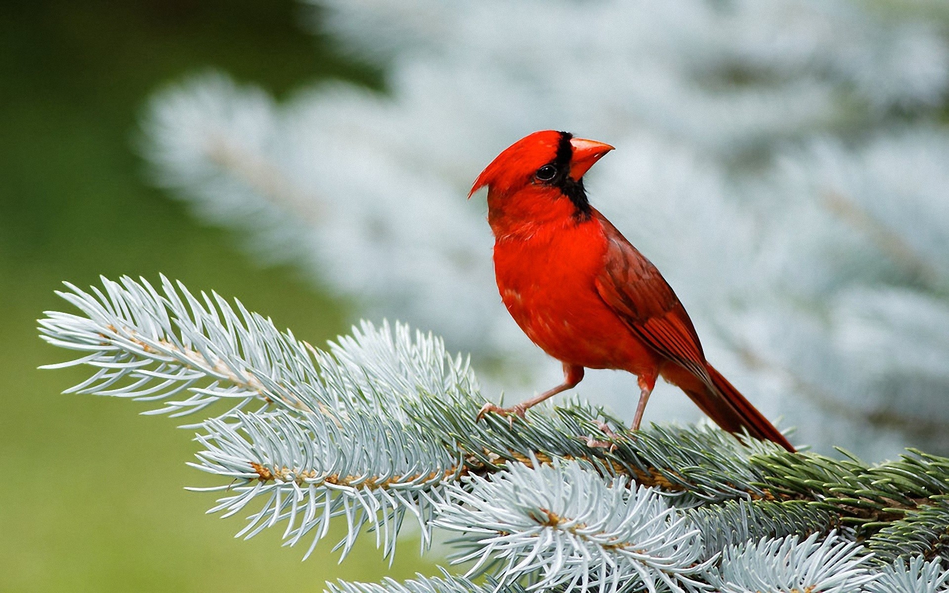 Northern Cardinal Backgrounds on Wallpapers Vista
