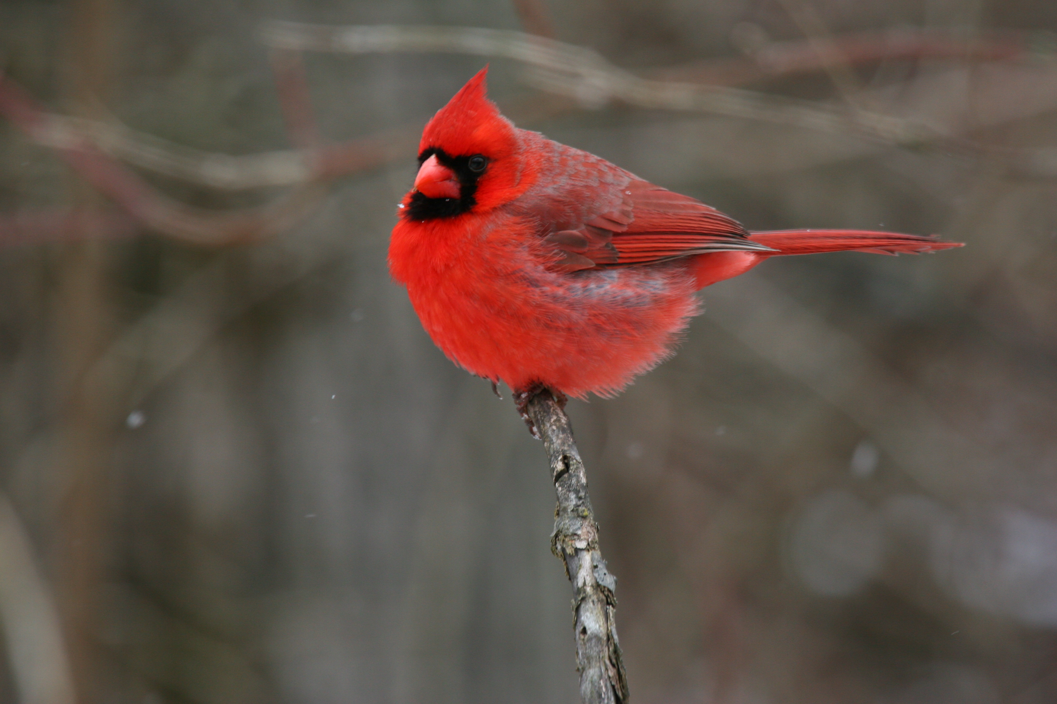 Northern Cardinal #8