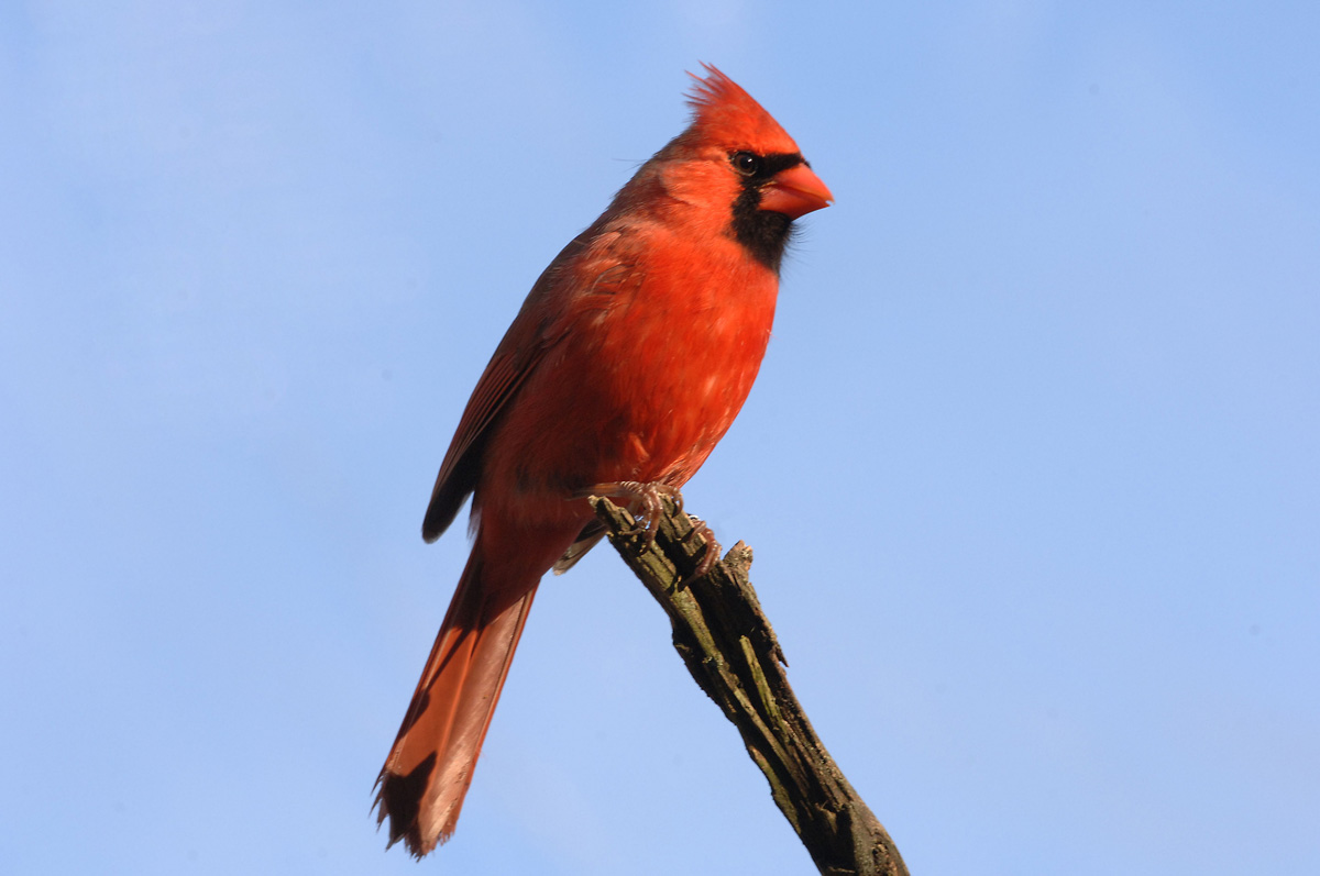 Northern Cardinal #2