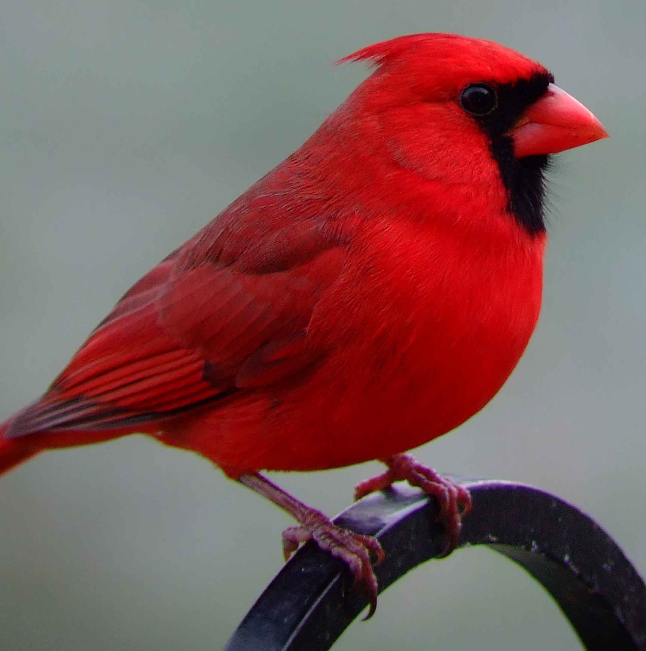 Northern Cardinal #7