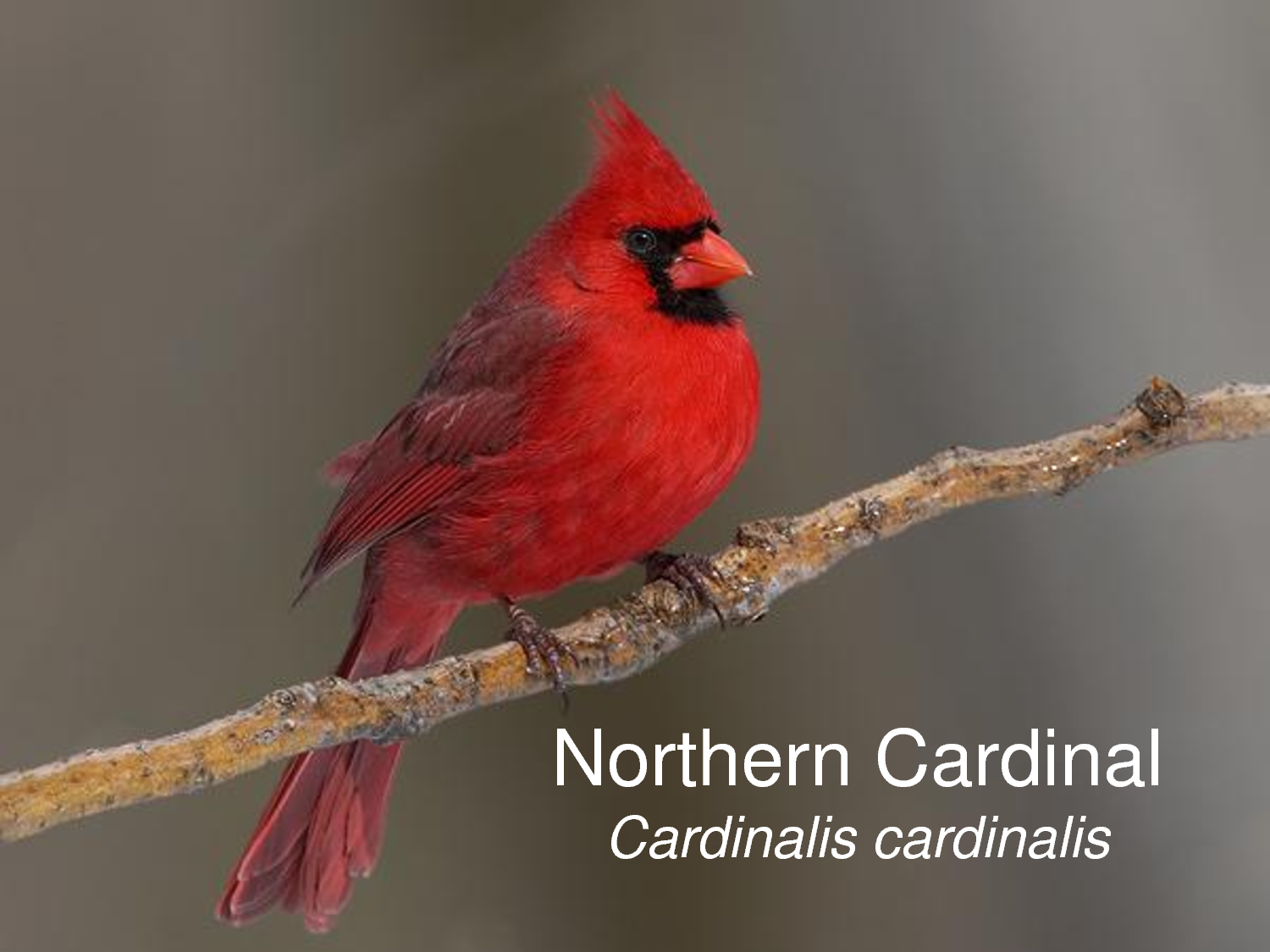 Northern Cardinal #3