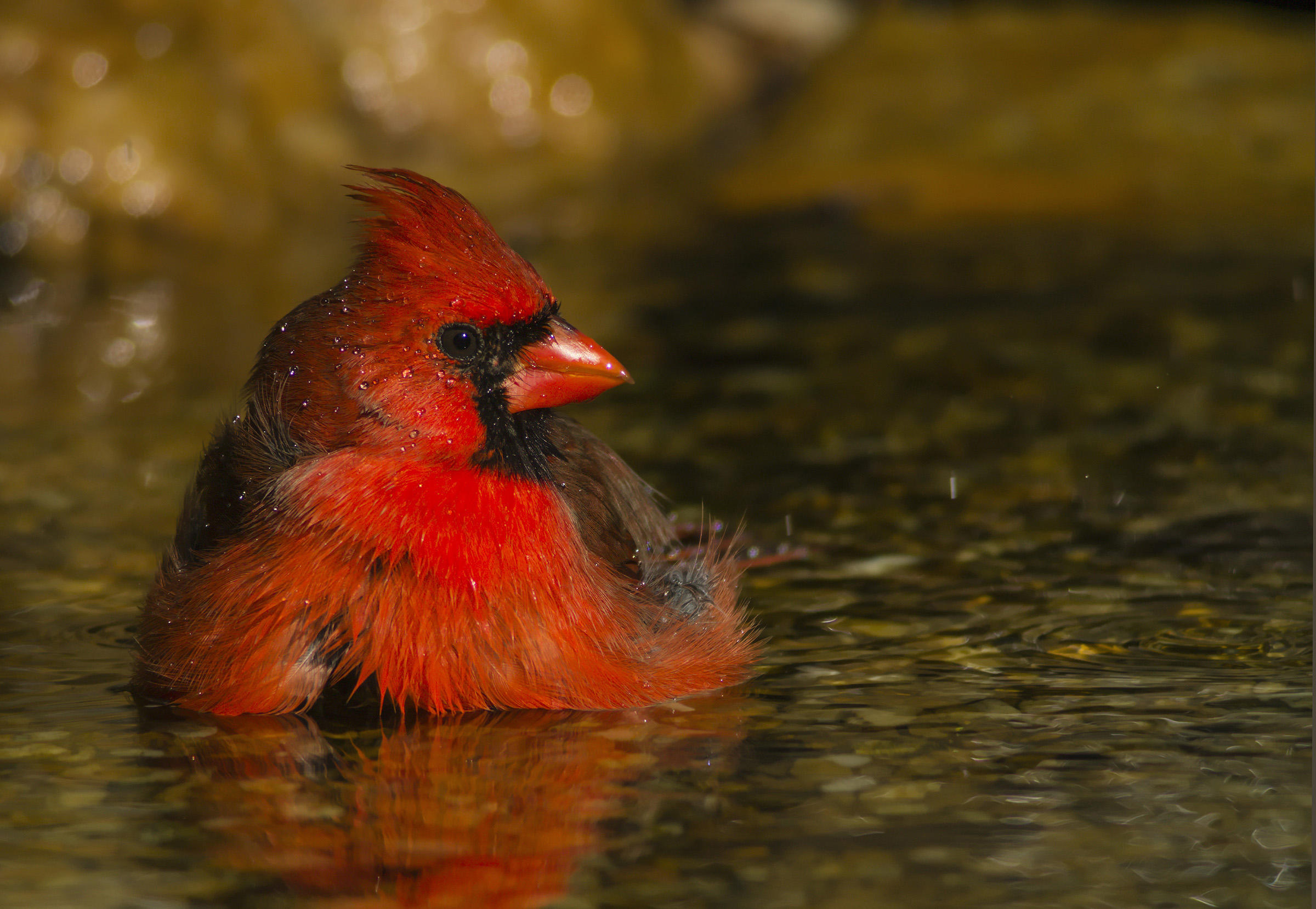 Northern Cardinal #6