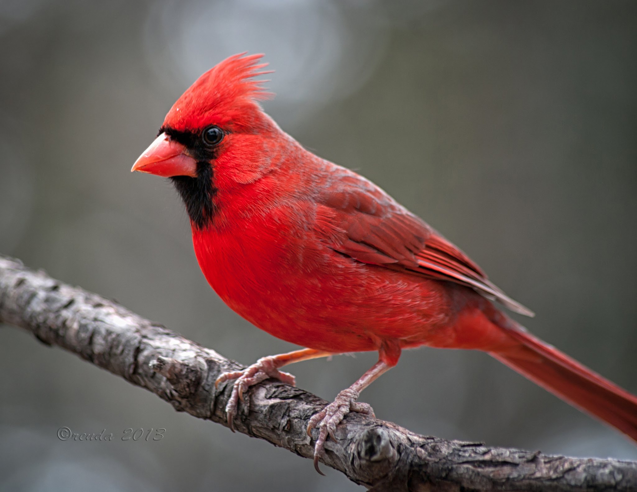 Northern Cardinal Backgrounds, Compatible - PC, Mobile, Gadgets| 2048x1583 px