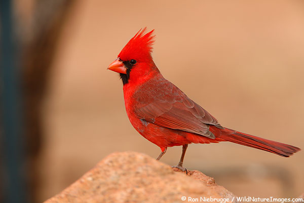 Northern Cardinal #26