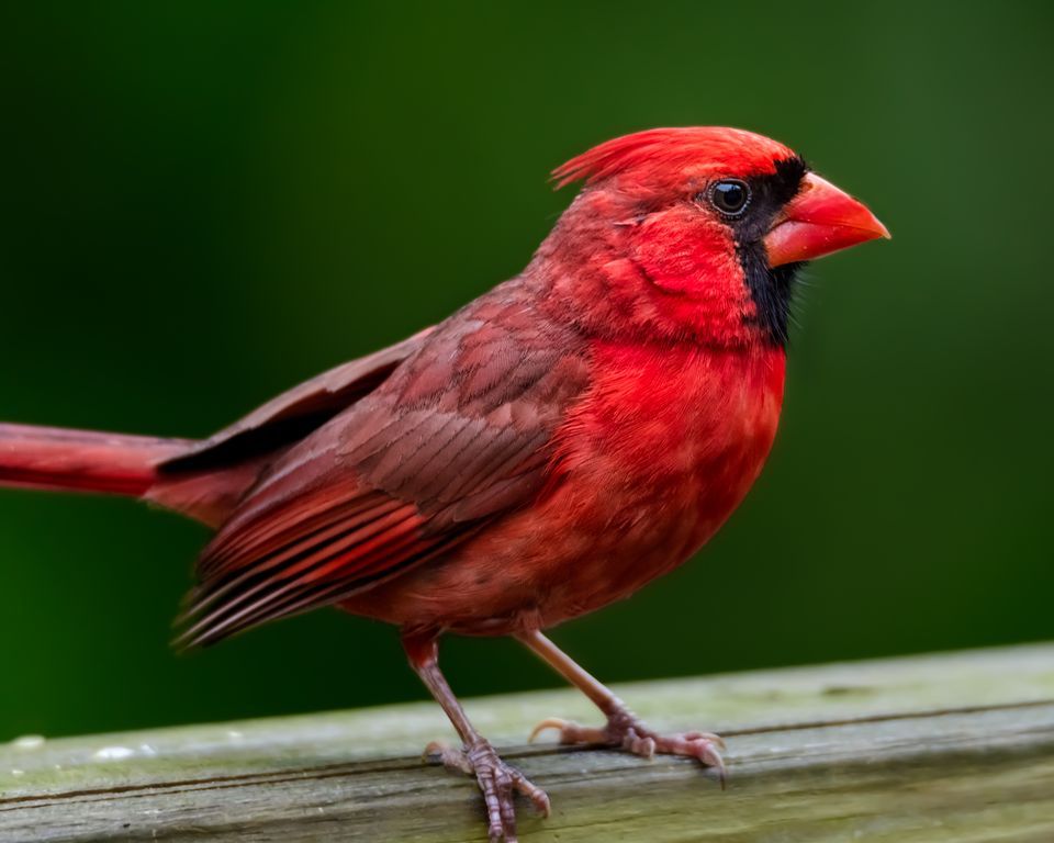 Northern Cardinal Pics, Animal Collection