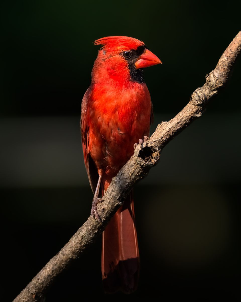 Amazing Northern Cardinal Pictures & Backgrounds