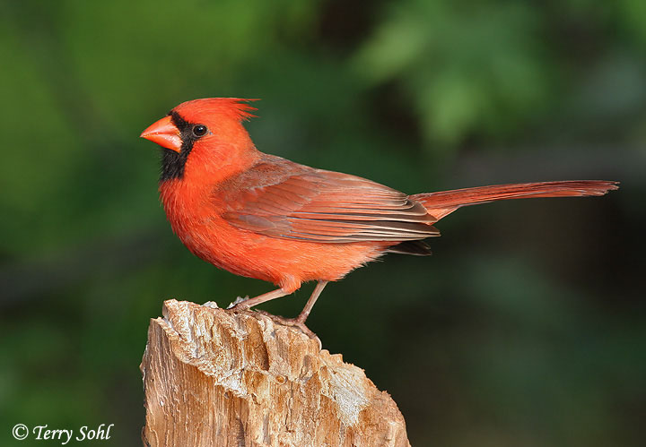 Northern Cardinal #21