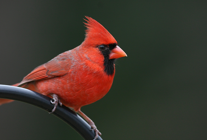 Northern Cardinal #28