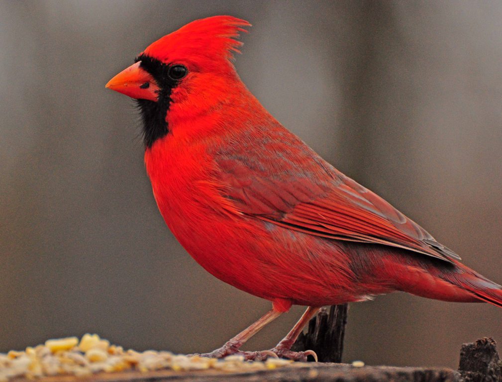 Northern Cardinal #24