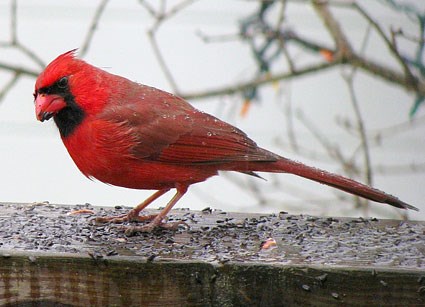 Northern Cardinal #20