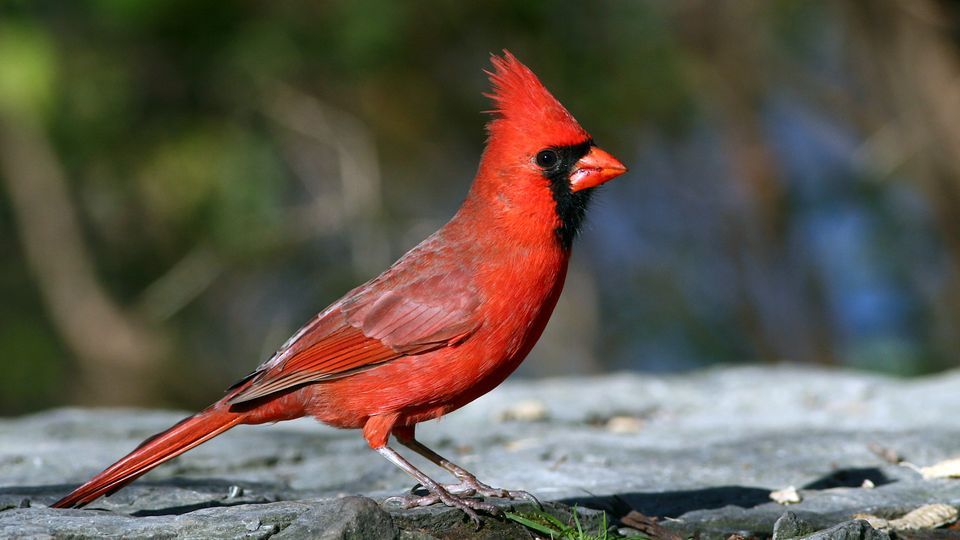 Northern Cardinal #18