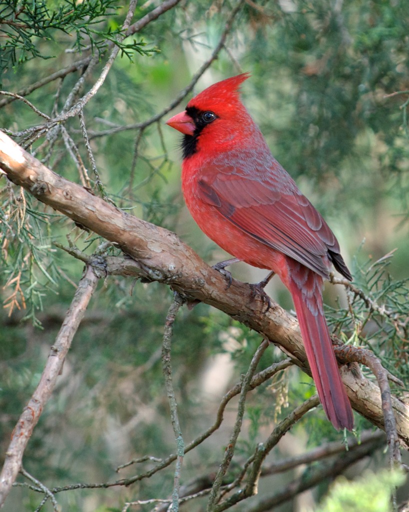 Northern Cardinal #15