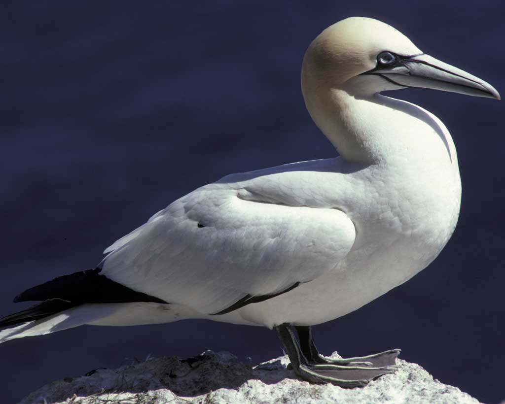 Nice wallpapers Northern Gannet 1024x820px