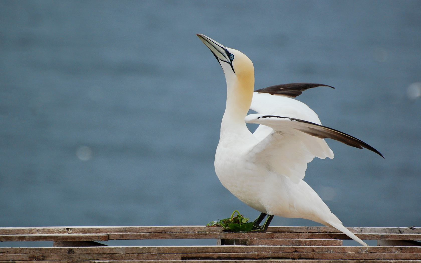 Images of Northern Gannet | 1680x1050