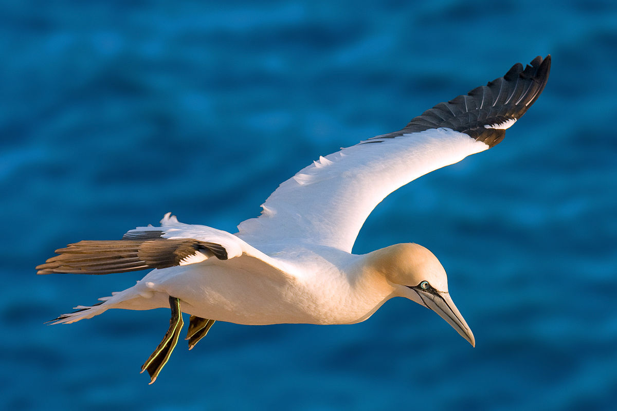 Northern Gannet Pics, Animal Collection