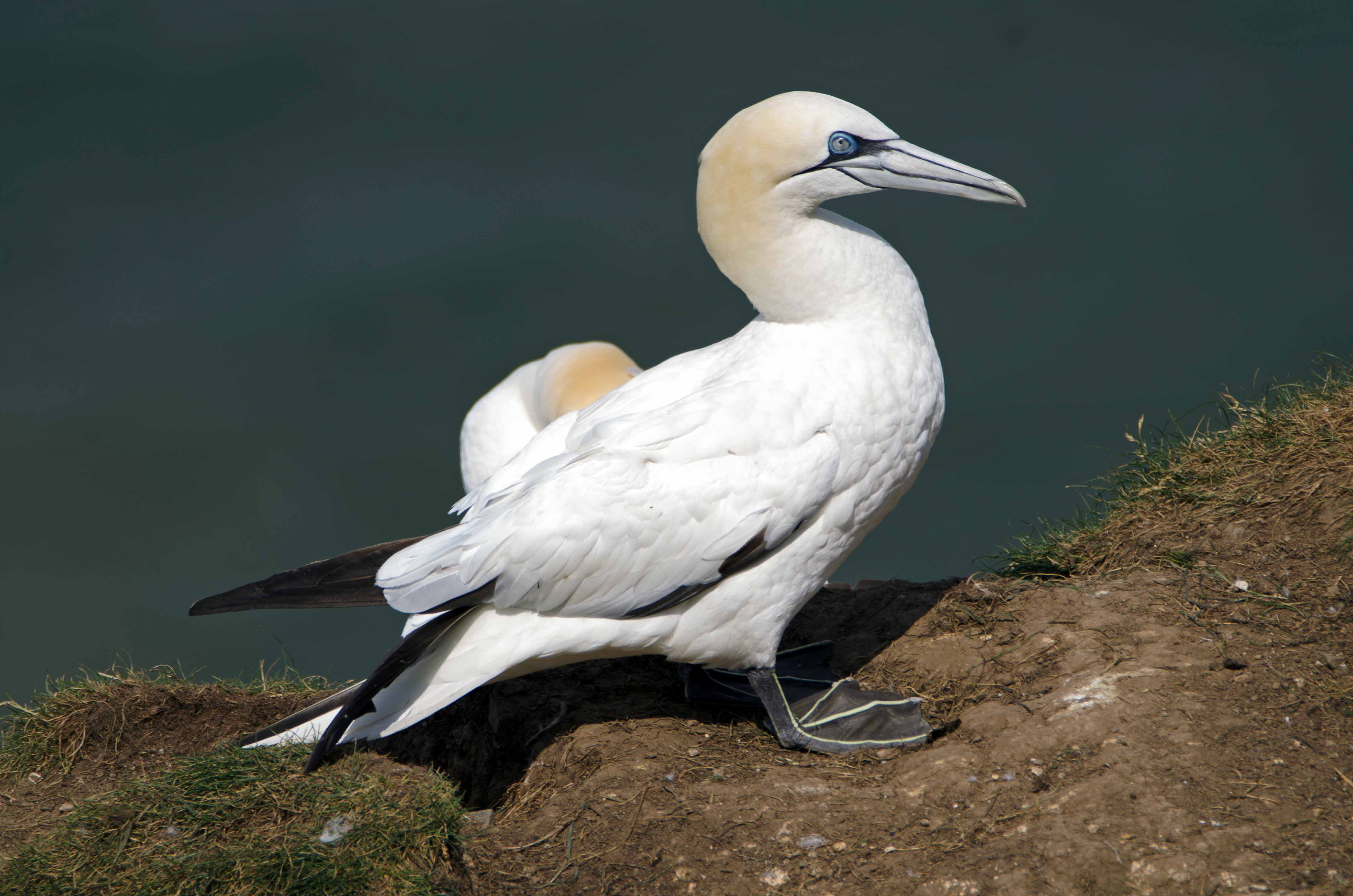 Northern Gannet High Quality Background on Wallpapers Vista