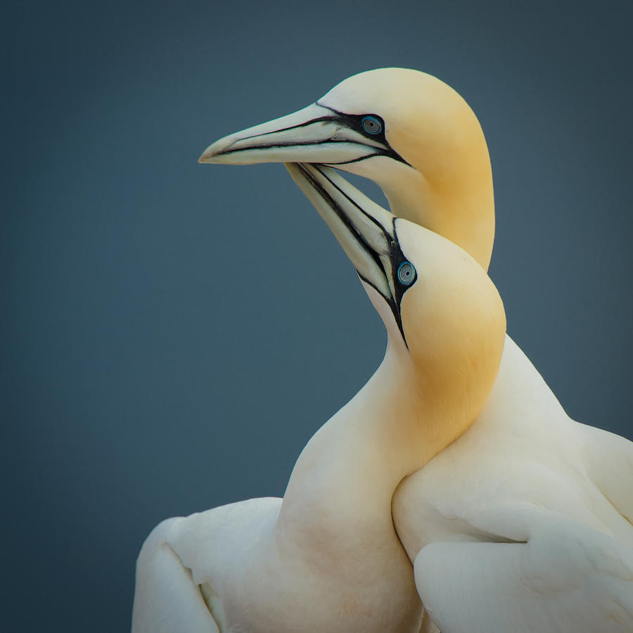 Images of Northern Gannet | 900x900
