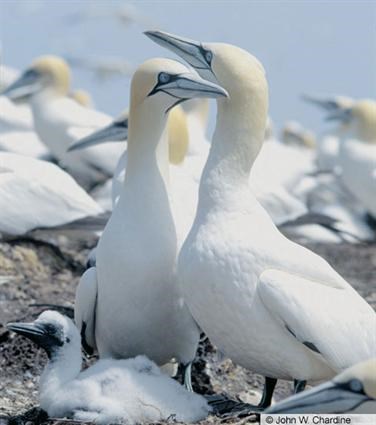Northern Gannet Pics, Animal Collection