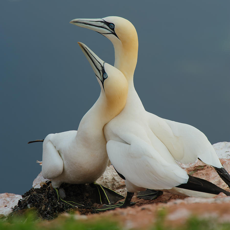 Amazing Northern Gannet Pictures & Backgrounds