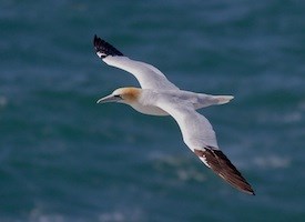 Northern Gannet Backgrounds, Compatible - PC, Mobile, Gadgets| 275x200 px