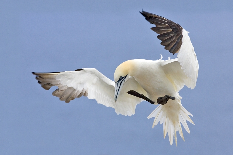 Northern Gannet Backgrounds, Compatible - PC, Mobile, Gadgets| 775x517 px
