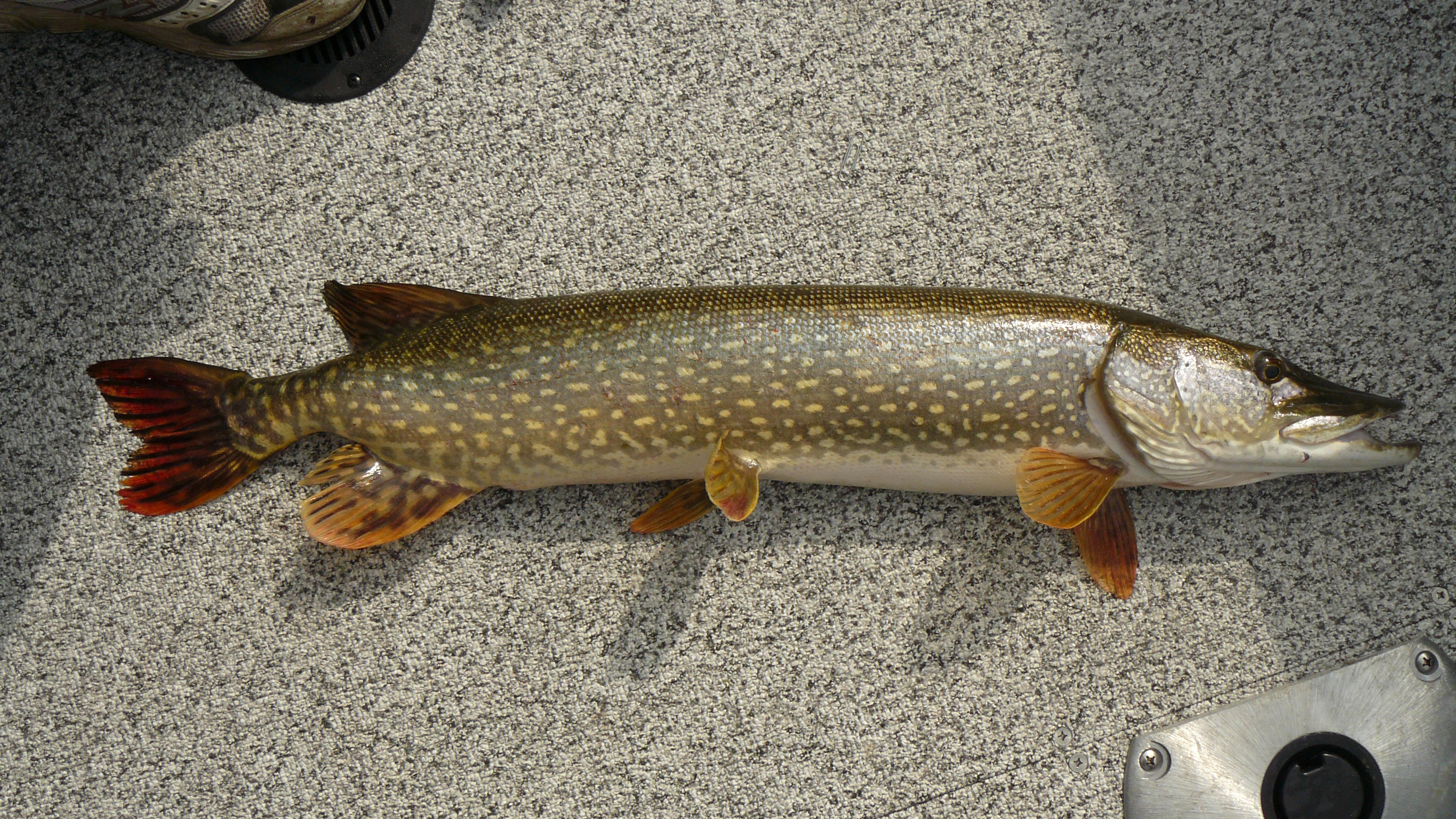 Northern Pike Backgrounds, Compatible - PC, Mobile, Gadgets| 3072x1728 px