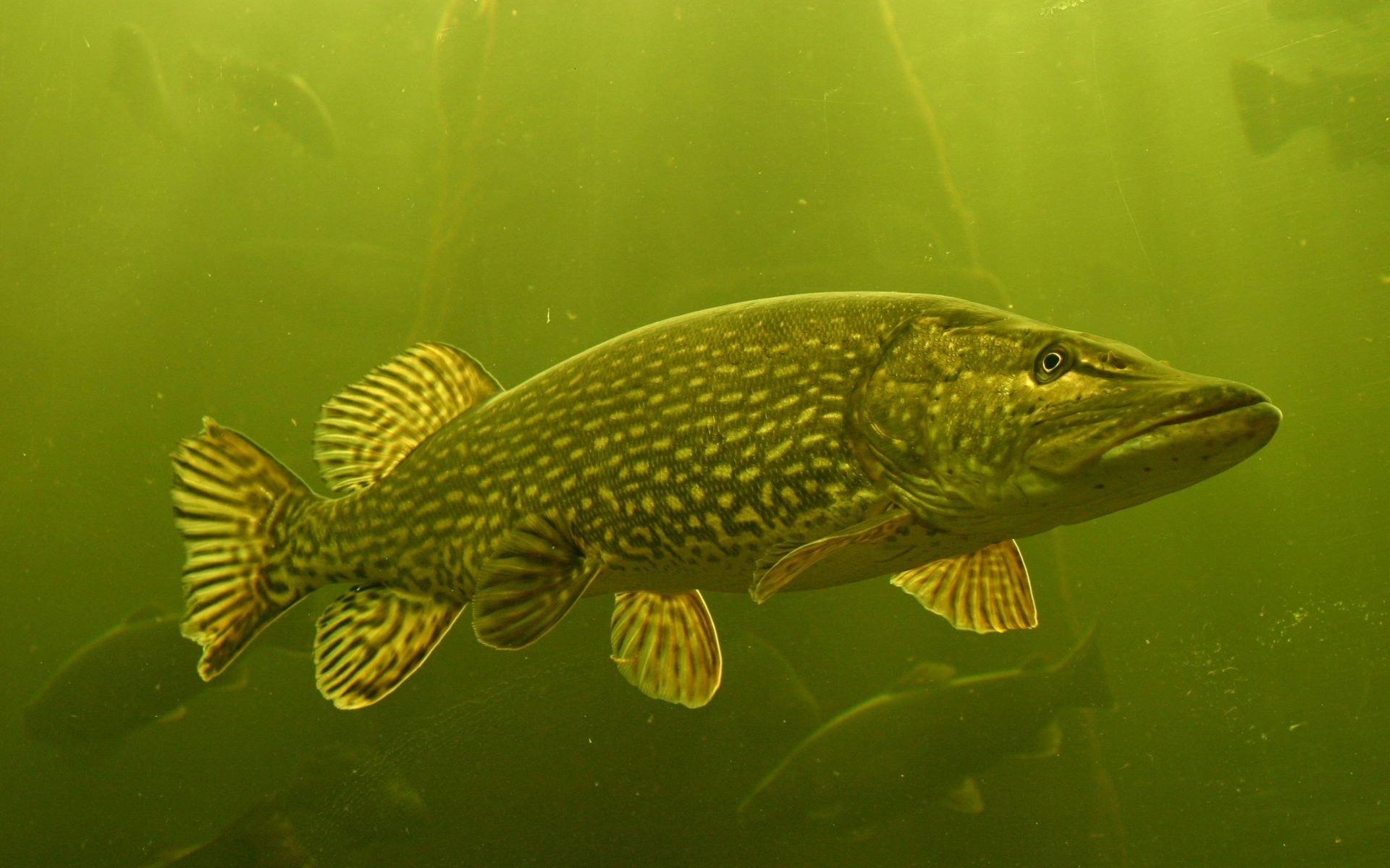 Northern Pike High Quality Background on Wallpapers Vista