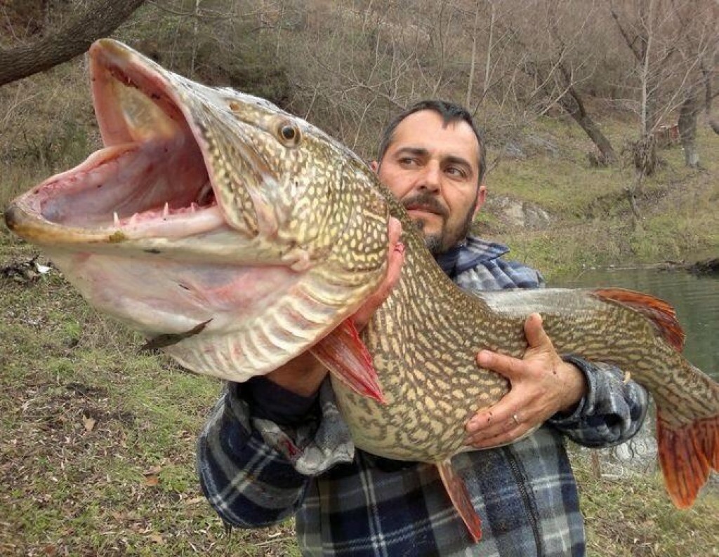 Nice wallpapers Northern Pike 1024x794px
