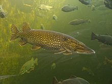 HQ Northern Pike Wallpapers | File 7.09Kb