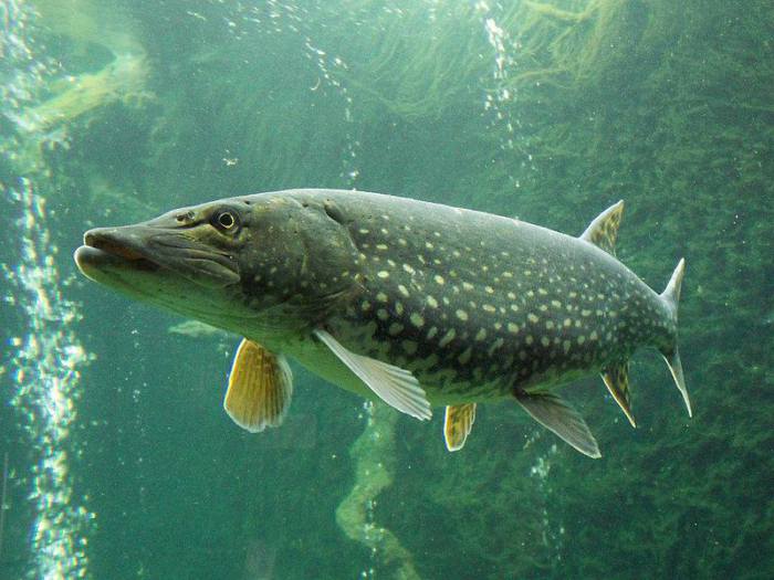 HQ Northern Pike Wallpapers | File 53.92Kb
