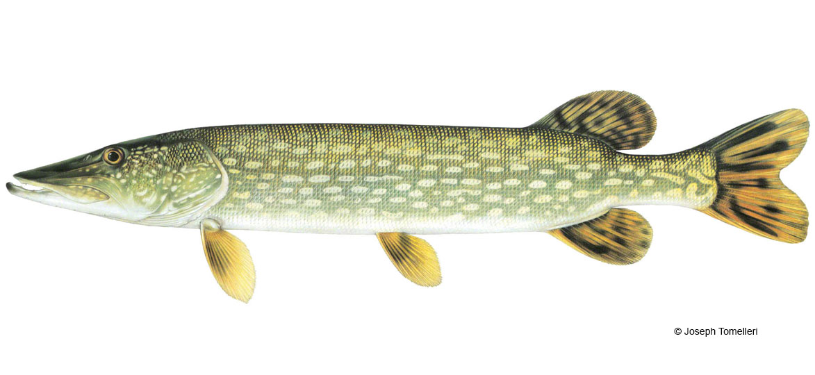 Images of Northern Pike | 1173x540