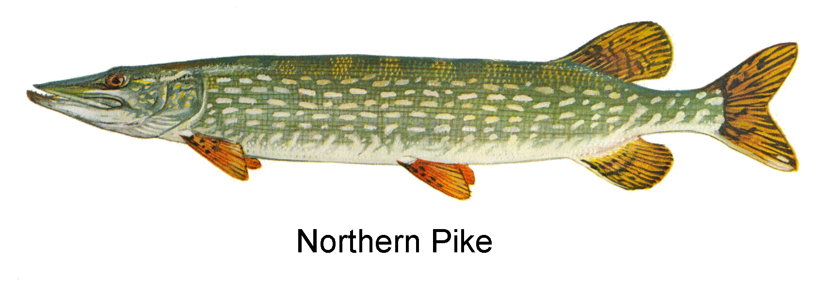 1724x607 > Northern Pike Wallpapers
