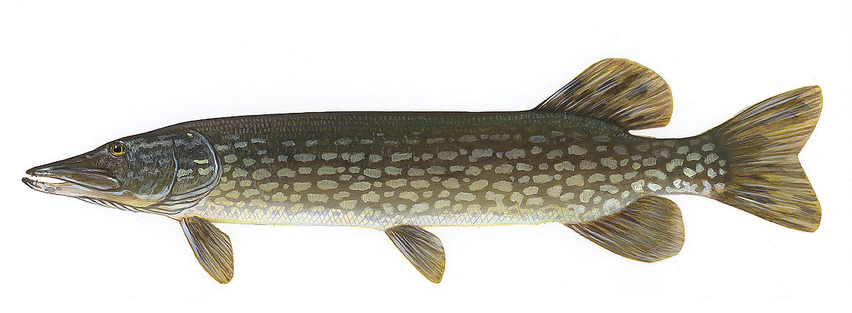 1200x441 > Northern Pike Wallpapers