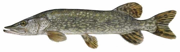 719x208 > Northern Pike Wallpapers
