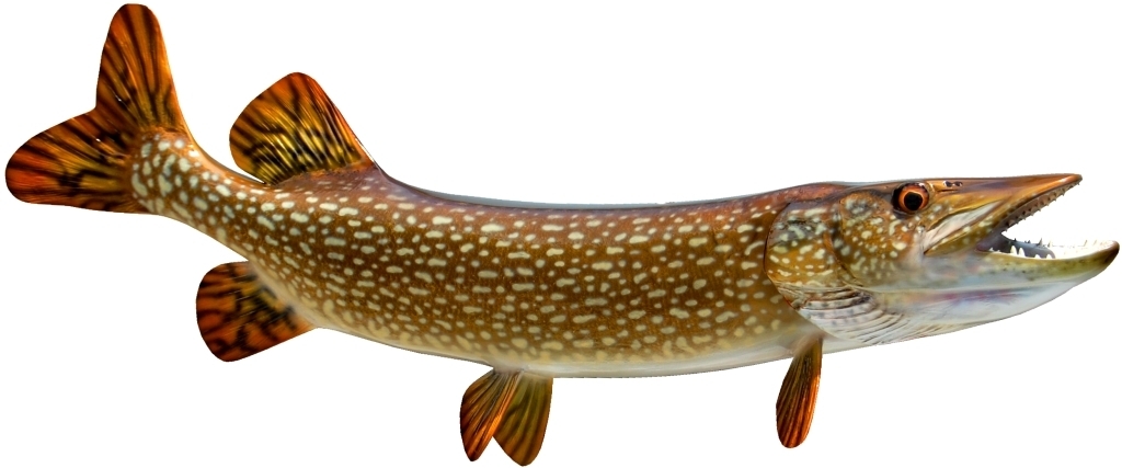 Amazing Northern Pike Pictures & Backgrounds