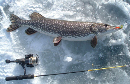 Nice wallpapers Northern Pike 450x290px