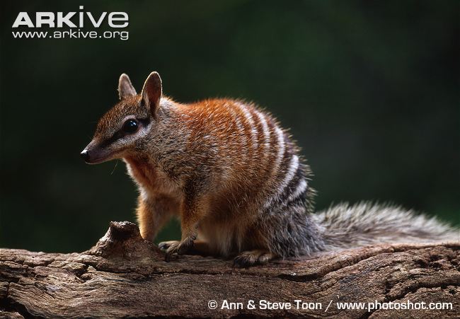 HD Quality Wallpaper | Collection: Animal, 650x451 Numbat